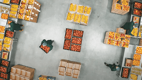 Dailyfruits